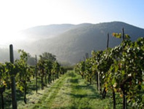 Monte Bernardi Azienda Agricola